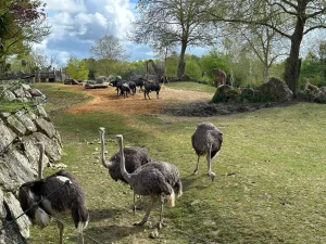 Autruches et girafes dans la plaine africaine de Beauval