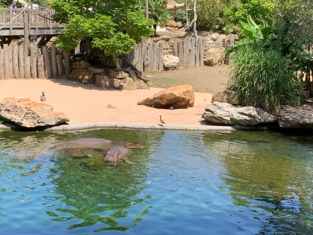 Hippopotame dans son bassin au Zoo de Beauval