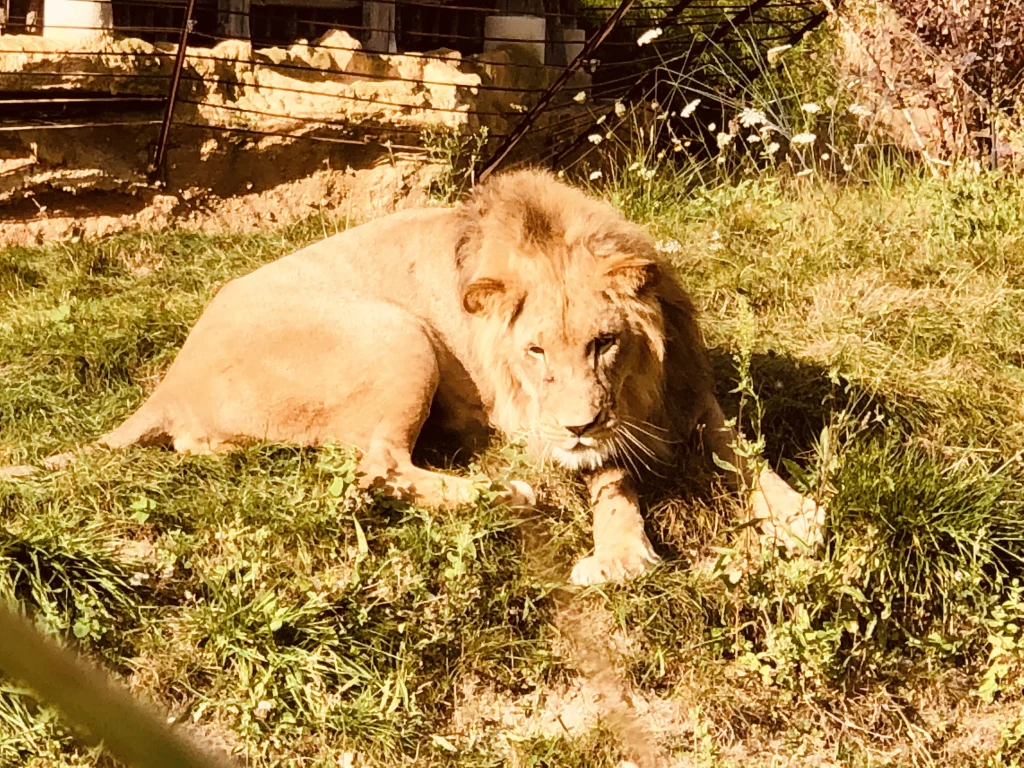 Lion au repos dans la savane au Zoo de Beauval