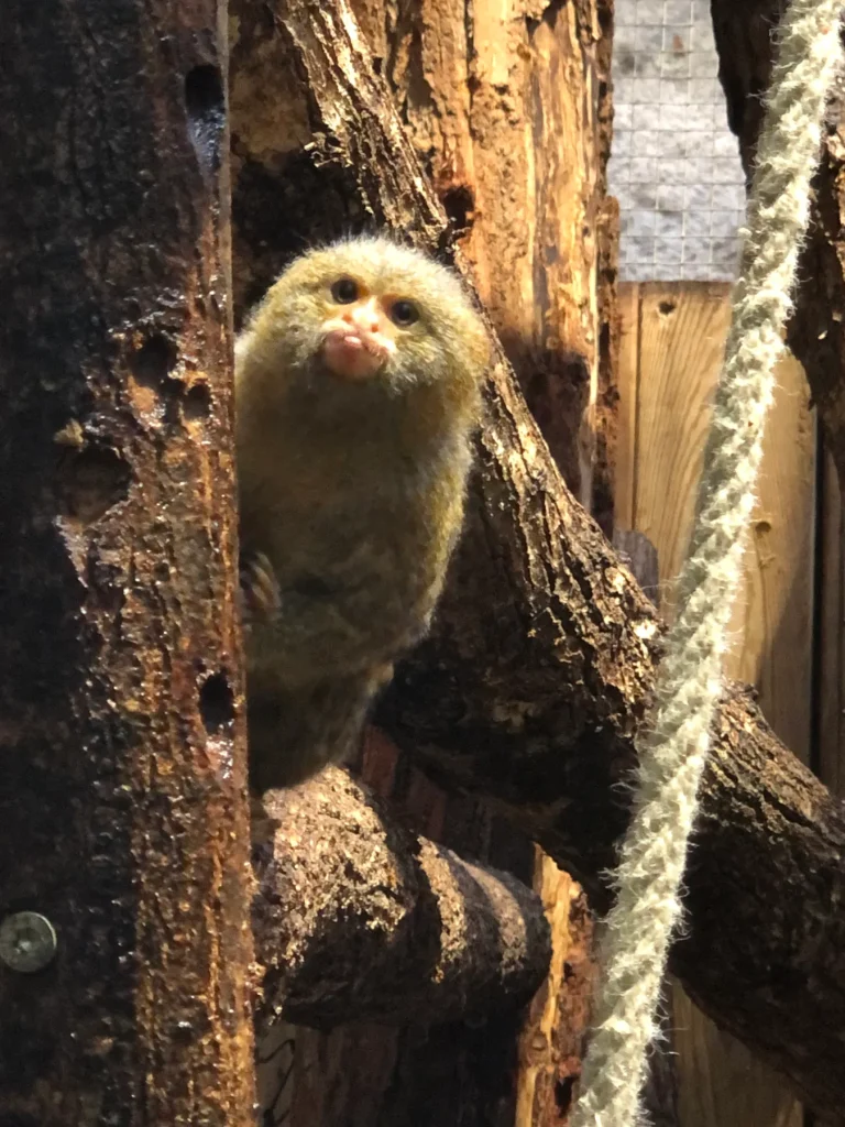 Ouistiti en gros plan au Zoo de Beauval