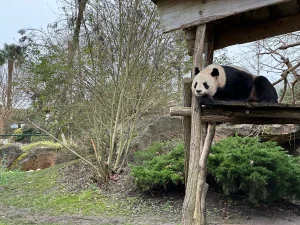 Panda géant sur sa plateforme en hiver au Zoo de Beauval