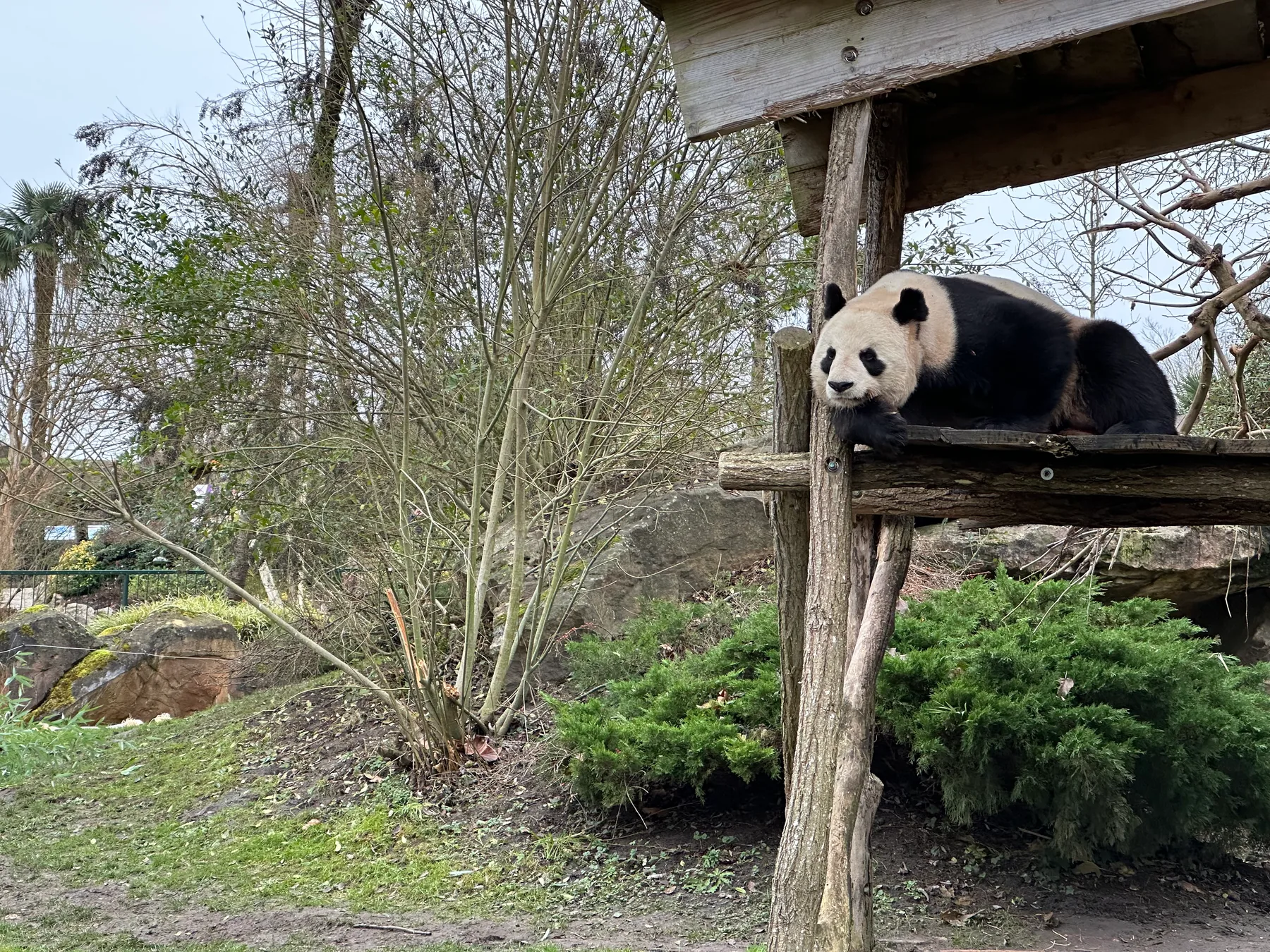 Panda géant sur sa plateforme en hiver au Zoo de Beauval