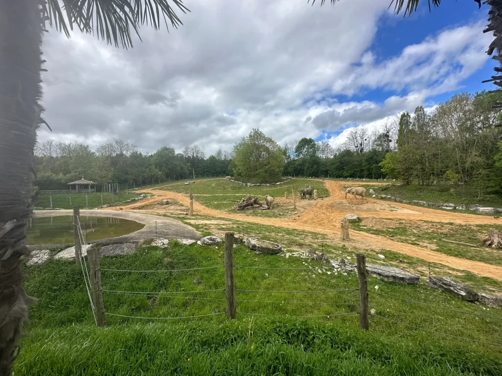 Rhinocéros dans son enclos panoramique au Zoo de Beauval