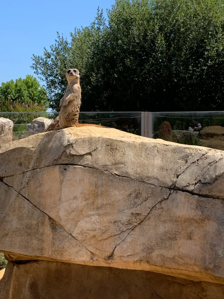 Suricate sur un rocher au Zoo de Beauval
