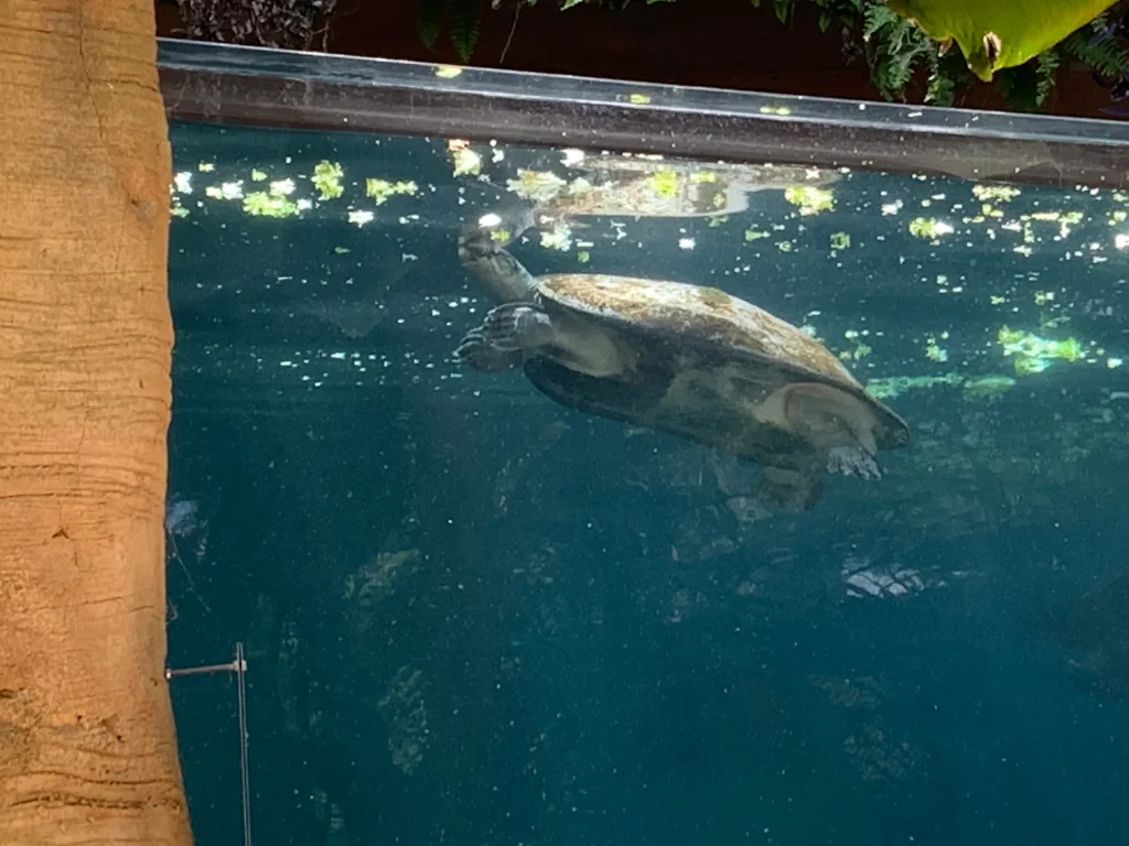 Tortue aquatique à la surface au Zoo de Beauval