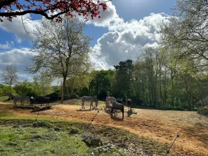 Zèbres et gnous dans la plaine africaine au Zoo de Beauval